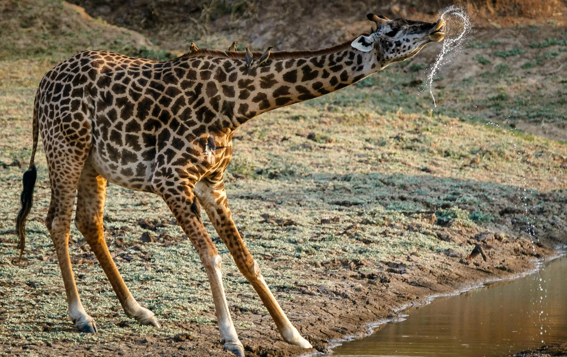 South Luangwa